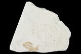 Partial, Miocene Pea Crab (Pinnixa) Fossil - California #141601-1